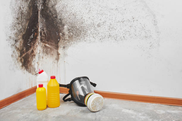 Best Fast Mold Removal  in Wenonah, NJ