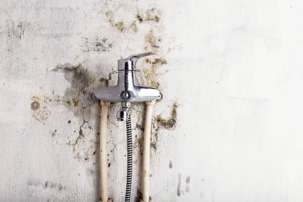 Best Toxic Mold Removal  in Wenonah, NJ