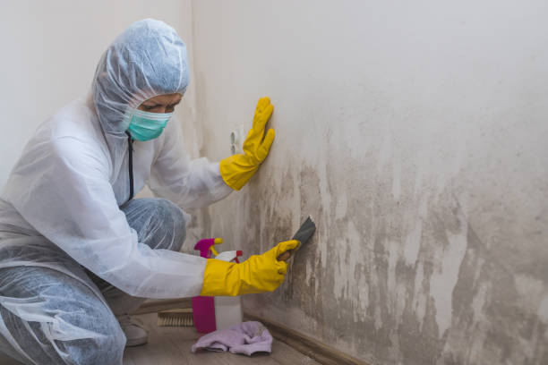 Best Mold Cleaning Services  in Wenonah, NJ