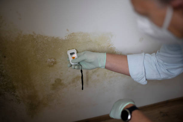Best Mold Removal Near Me  in Wenonah, NJ