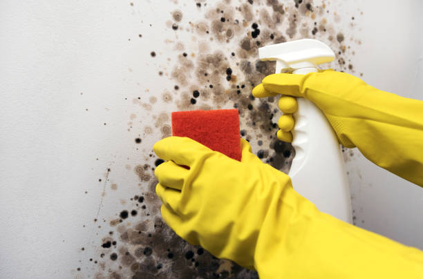 Best Mold Damage Repair  in Wenonah, NJ