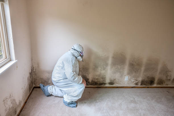 Best Mold Removal Company Near Me  in Wenonah, NJ