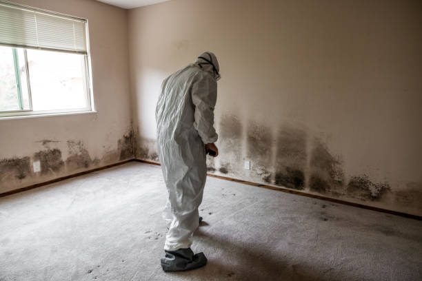 Trusted Wenonah, NJ Mold Removal Experts