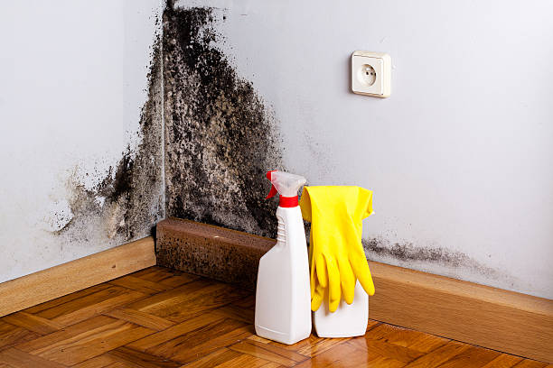 Attic Mold Removal in Wenonah, NJ