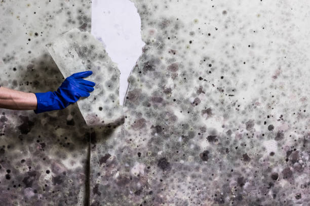 Best Water Damage Restoration  in Wenonah, NJ
